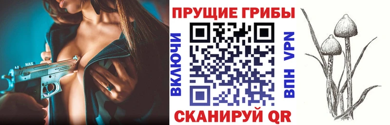 купить   Электросталь  даркнет состав  Псилоцибиновые грибы GOLDEN TEACHER 